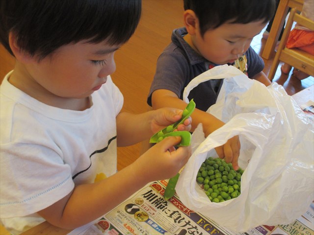 2歳児　かりん組　グリンピースの皮むき